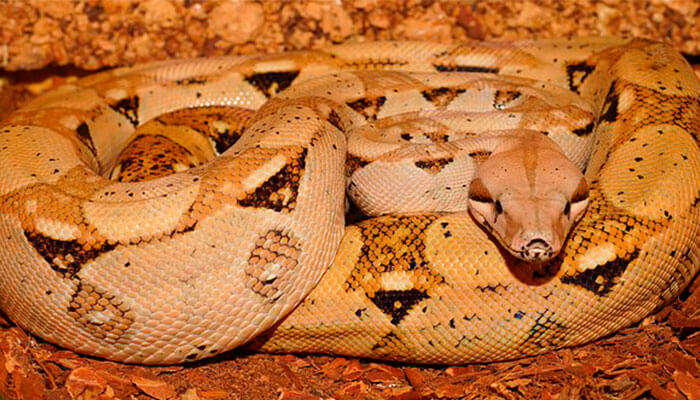 reptiles-en-ingles-boa reptiles-en-ingles-boa