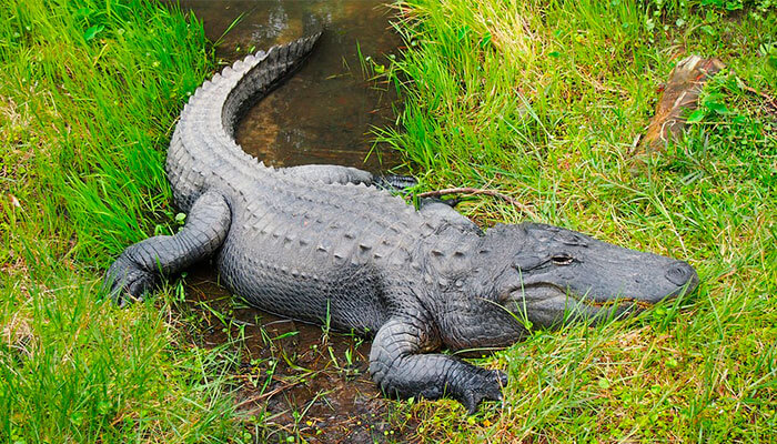 reptiles-en-ingles-caiman reptiles-en-ingles-caiman