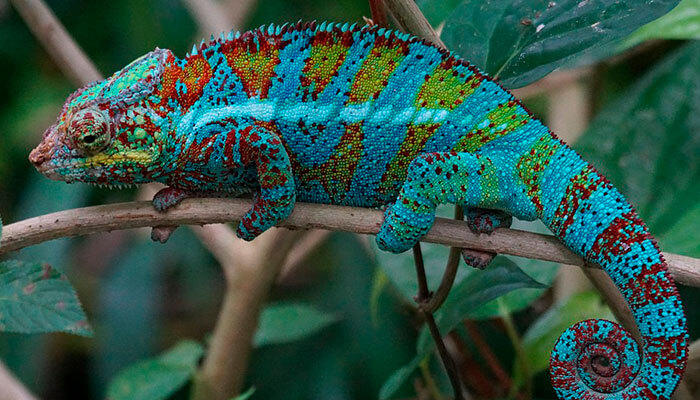 reptiles-en-ingles-camaleon reptiles-en-ingles-camaleon