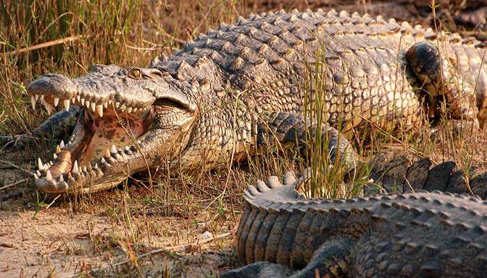 reptiles-en-ingles-cocodrilo reptiles-en-ingles-cocodrilo