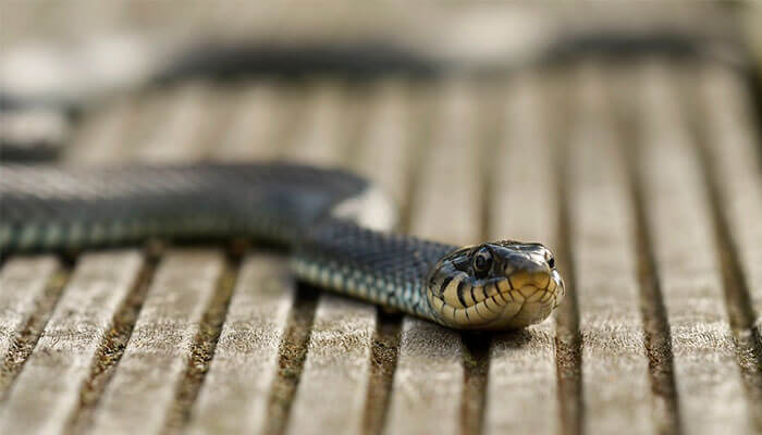 reptiles-en-ingles-culebra reptiles-en-ingles-culebra