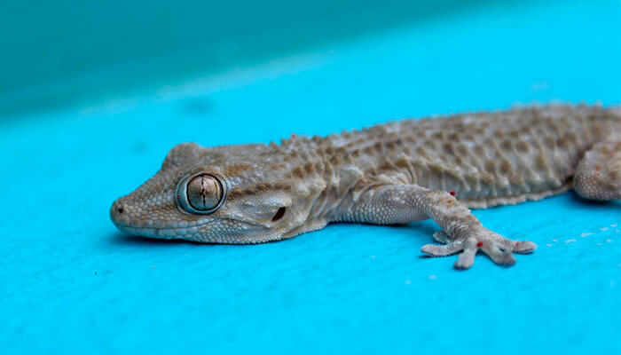 reptiles-en-ingles-lagartija reptiles-en-ingles-lagartija