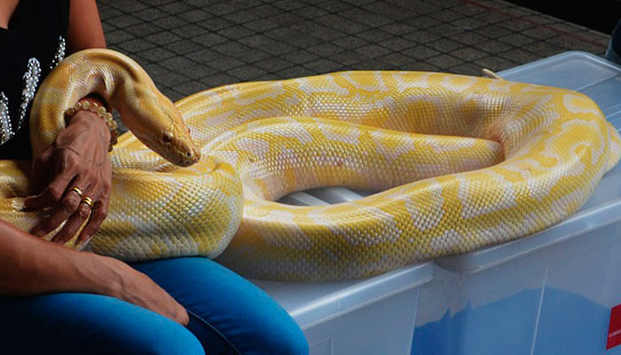 reptiles-en-ingles-piton reptiles-en-ingles-piton