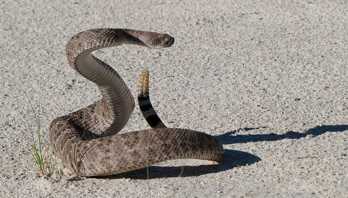 reptiles-en-ingles-serpiente-de-cascabel reptiles-en-ingles-serpiente-de-cascabel