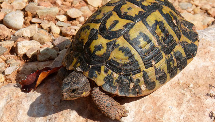 reptiles-en-ingles-tortuga-de-tierra reptiles-en-ingles-tortuga-de-tierra