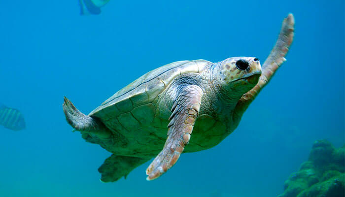 reptiles-en-ingles-tortuga-marina reptiles-en-ingles-tortuga-marina