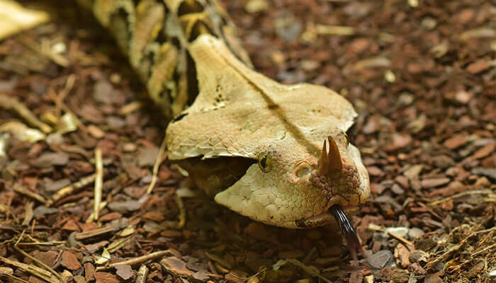 reptiles-en-ingles-vibora reptiles-en-ingles-vibora